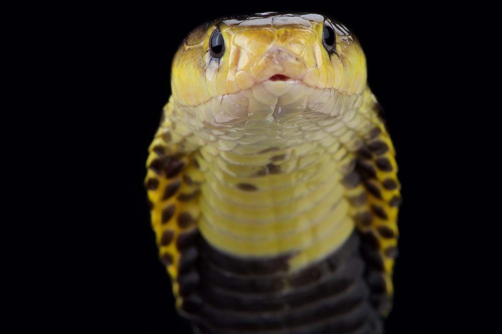 Samar spitting cobra