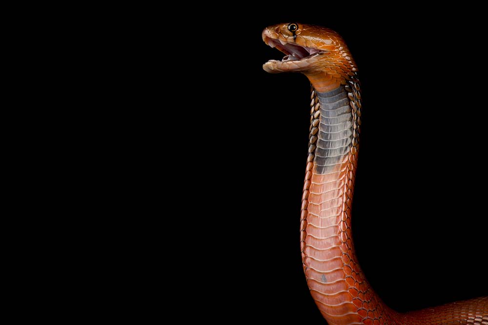 A attacking red spitting cobra