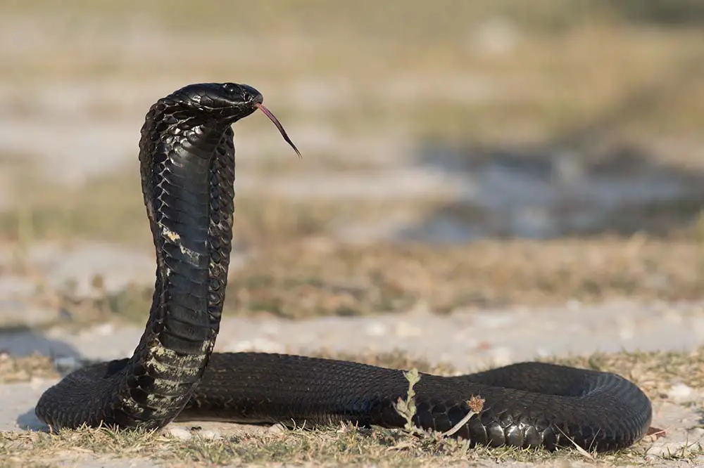 Black ringhals spitting cobra side view