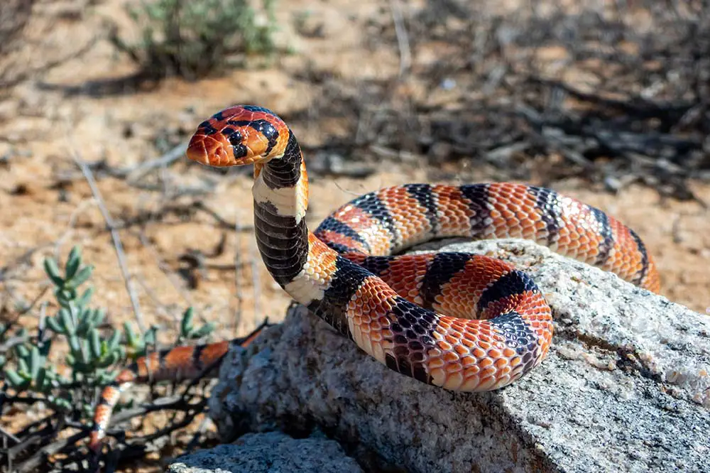 Cape coral snake from Springbok, Northern Cape