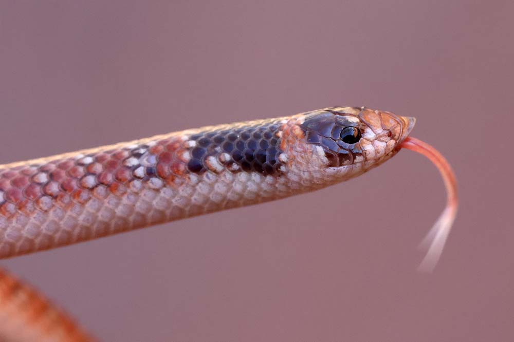 Australian coral snake flickering it's tongue