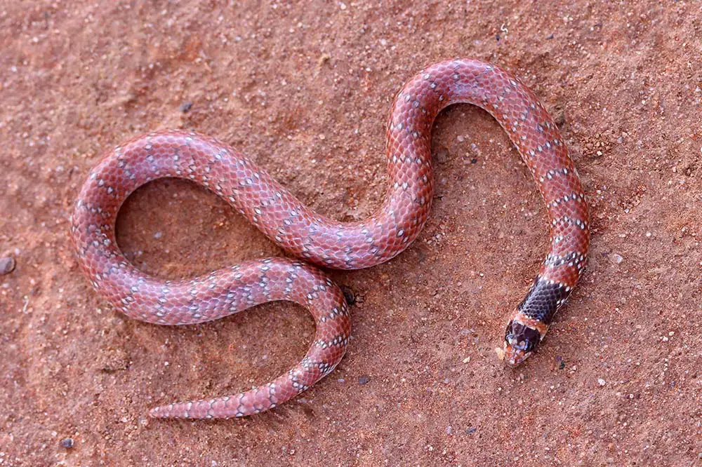 Close up of Australian coral snake