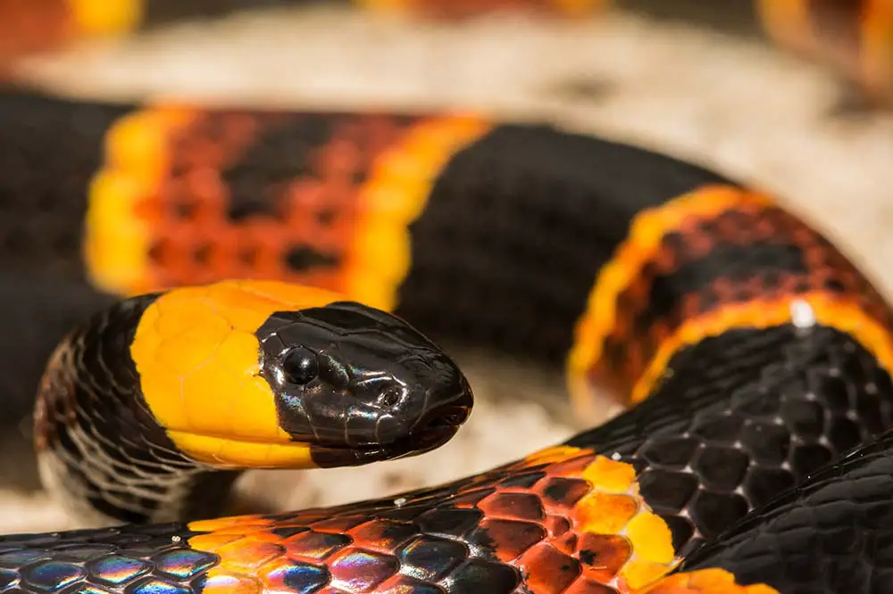 Eastern coral snake