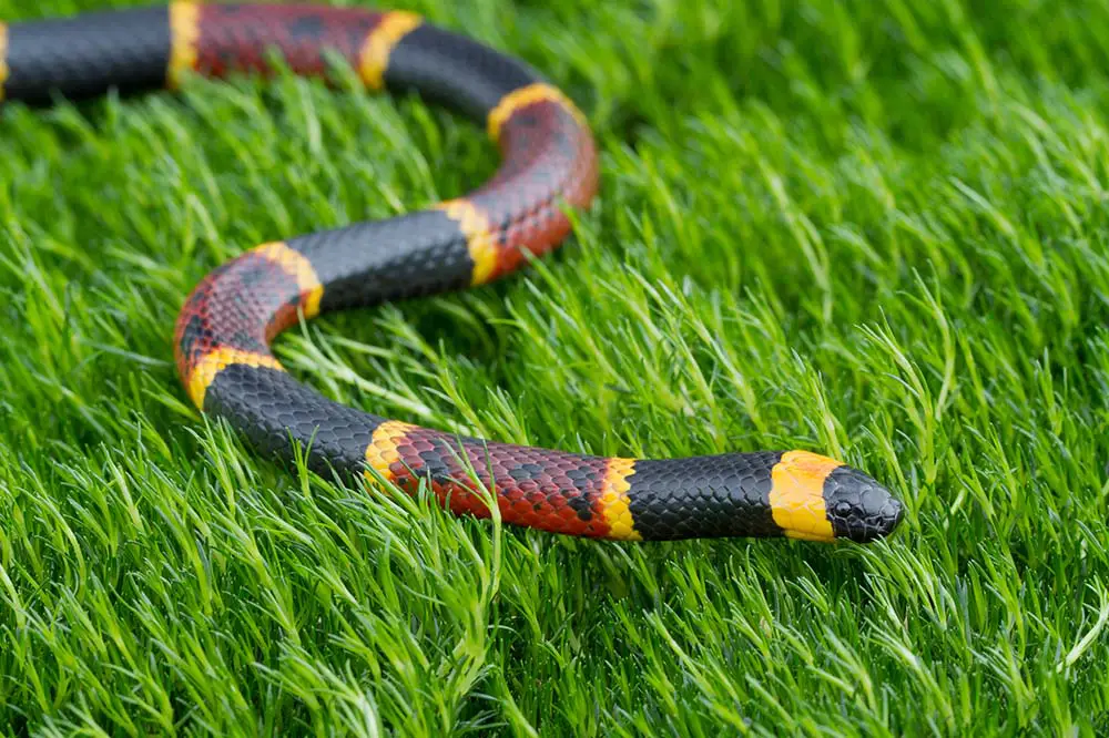 Venomous eastern coral snake