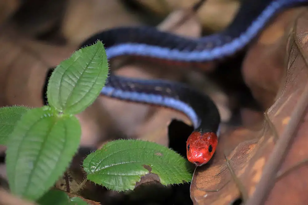 Malaysian blue coral snake