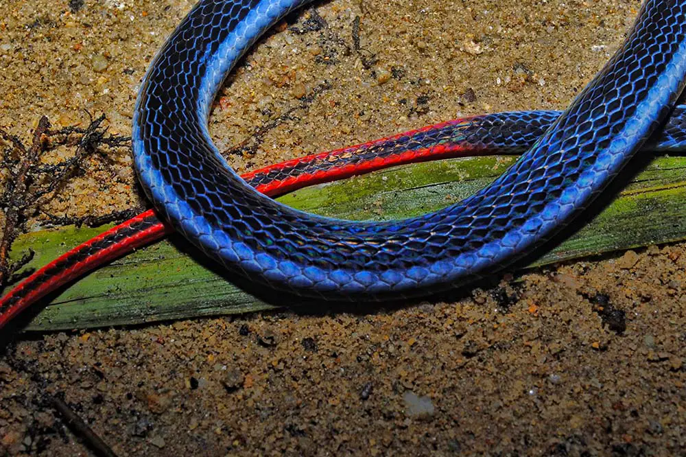 The body part of the Malayan blue coral snake