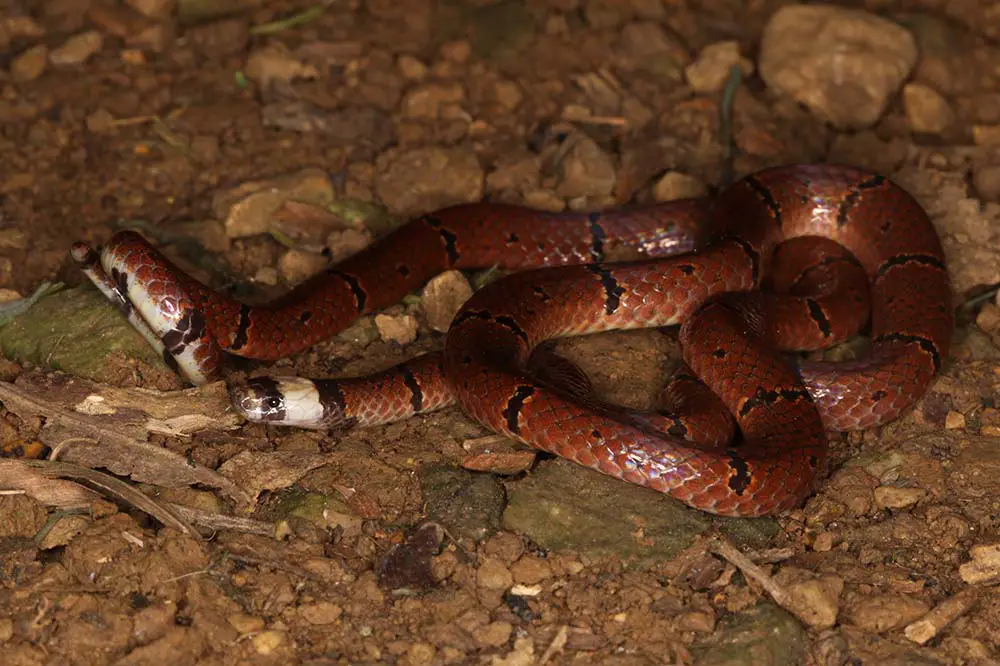 MacClelland’s coral snake, Vietnam