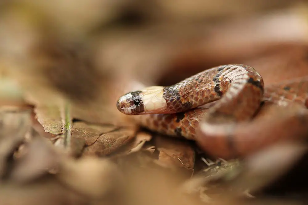 MacClelland’s coral snake, Vietnam