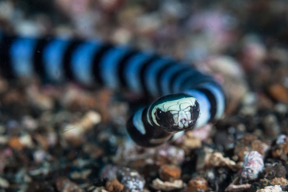 Close up of a banded sea krait