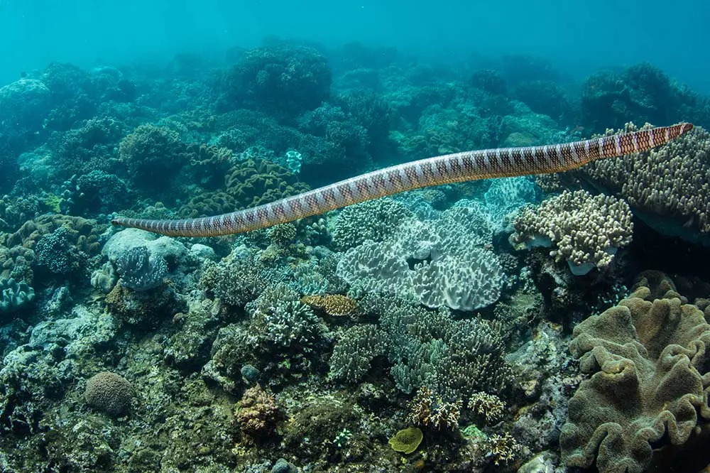 Tail and body of a black-banded sea krait