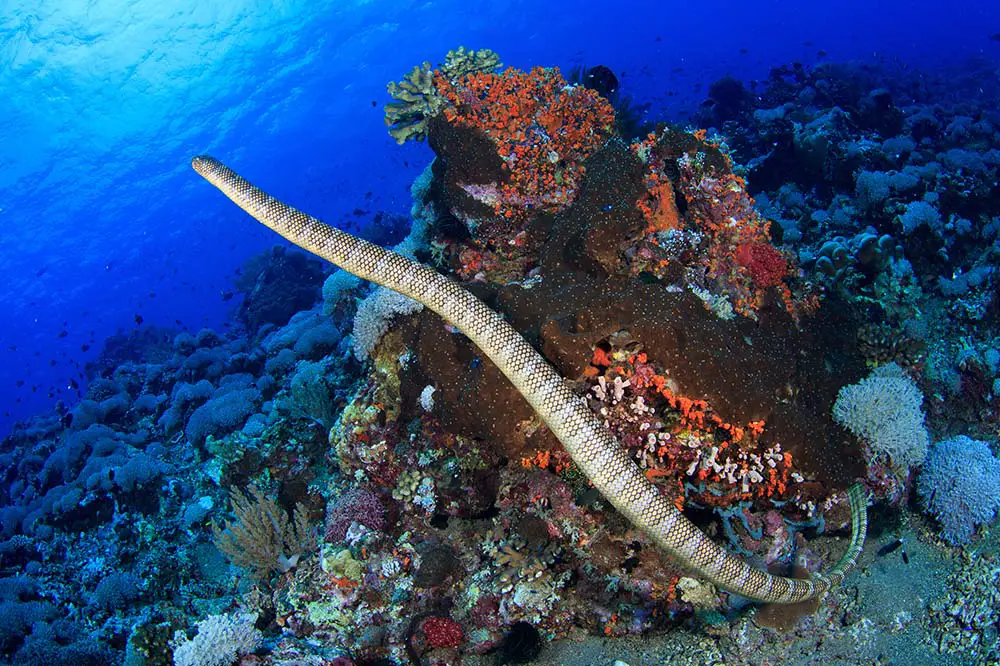 Chinese sea snake