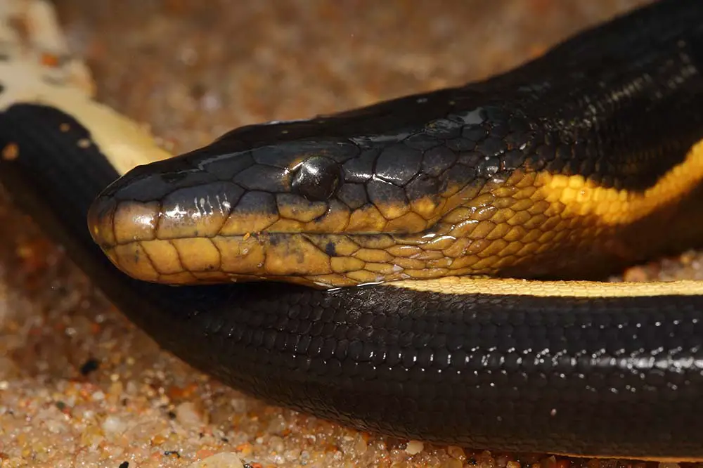 Close up of a yellow bellied sea snake