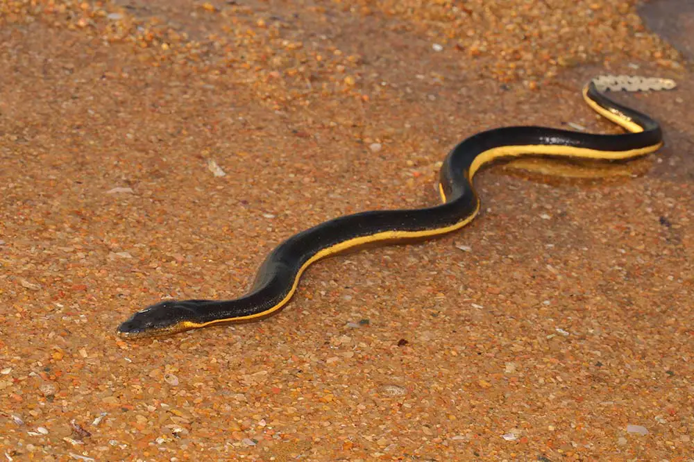 Venomous yellow bellied sea snake