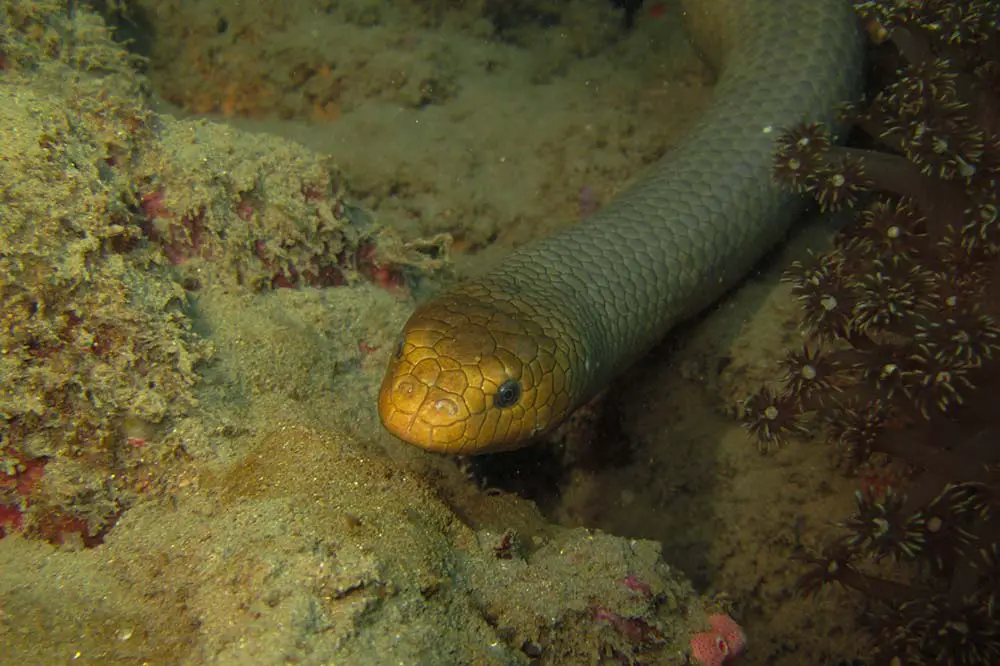 Large olive sea snake