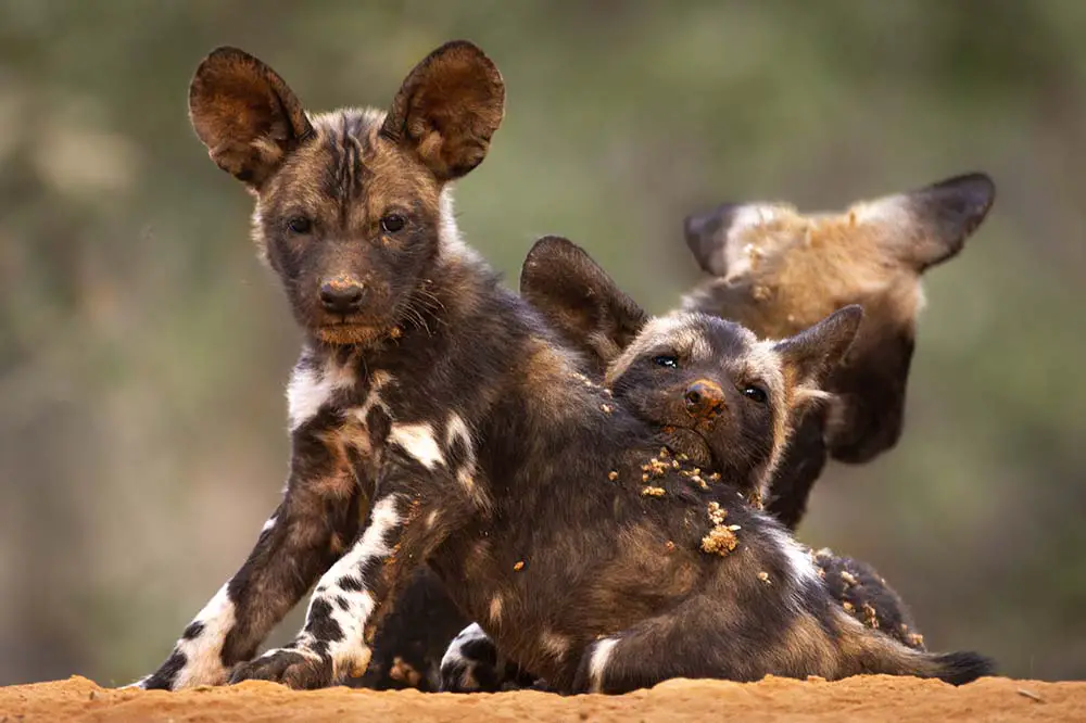 African wild dog pups also known as the painted wolf