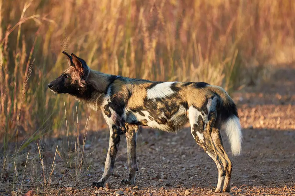 An African wild dog in Kafue National Park, Zambia