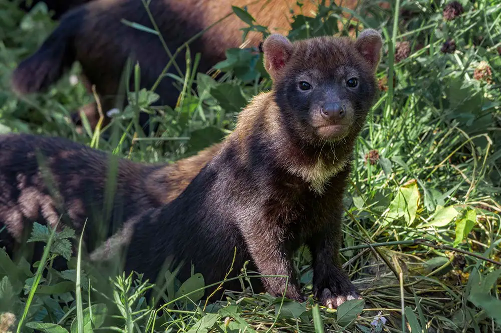 Bush dog pup | Nick Pecker / Shutterstock