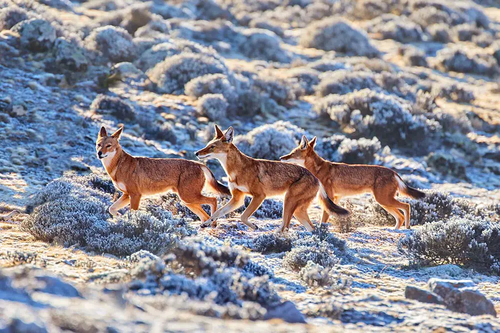 Three highly endangered Ethiopian wolves, Sanetti plateau