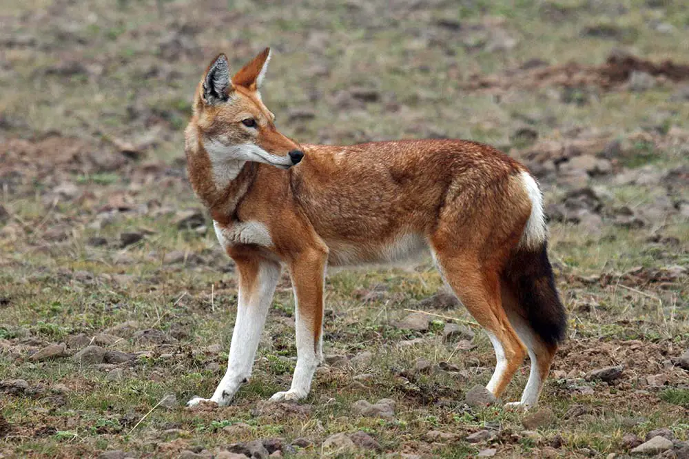Ethiopian wolf on the Sanetti Plateau in the Bale Mountains in Ethiopia