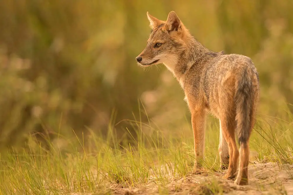 European golden jackal