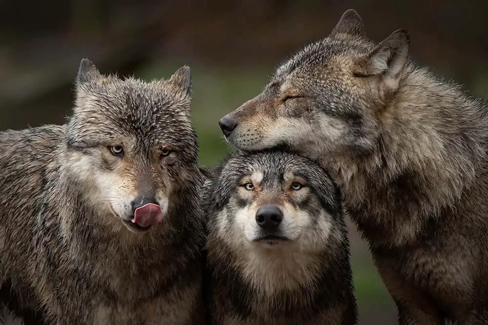 Gray wolf pack relaxing in their forest
