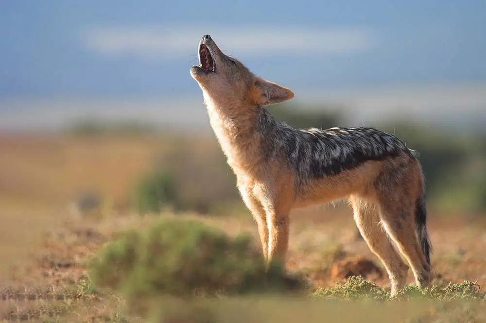 Howling Black-Backed Jackal