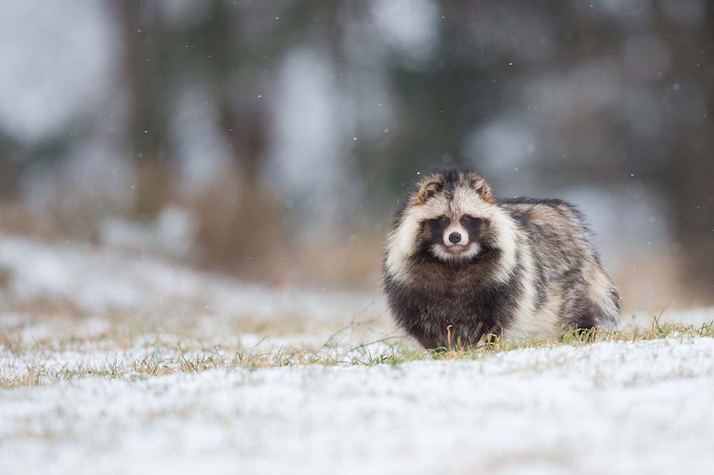 Japanese Raccoon dog or tanuki in the snow
