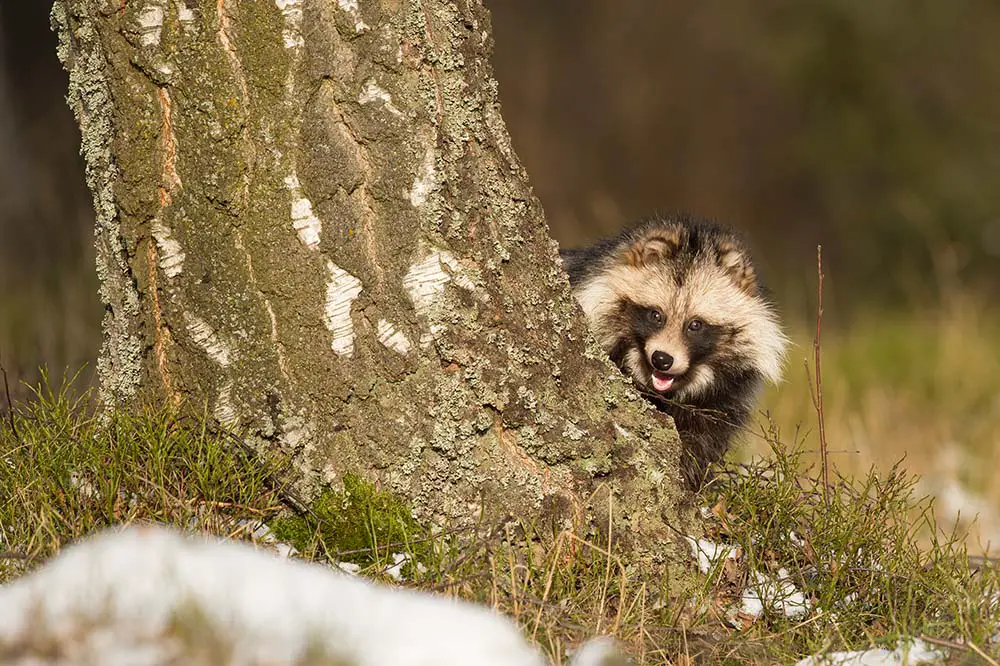 Japanese raccoon dog peaking around a tree | Milan Zygmunt / Shutterstock