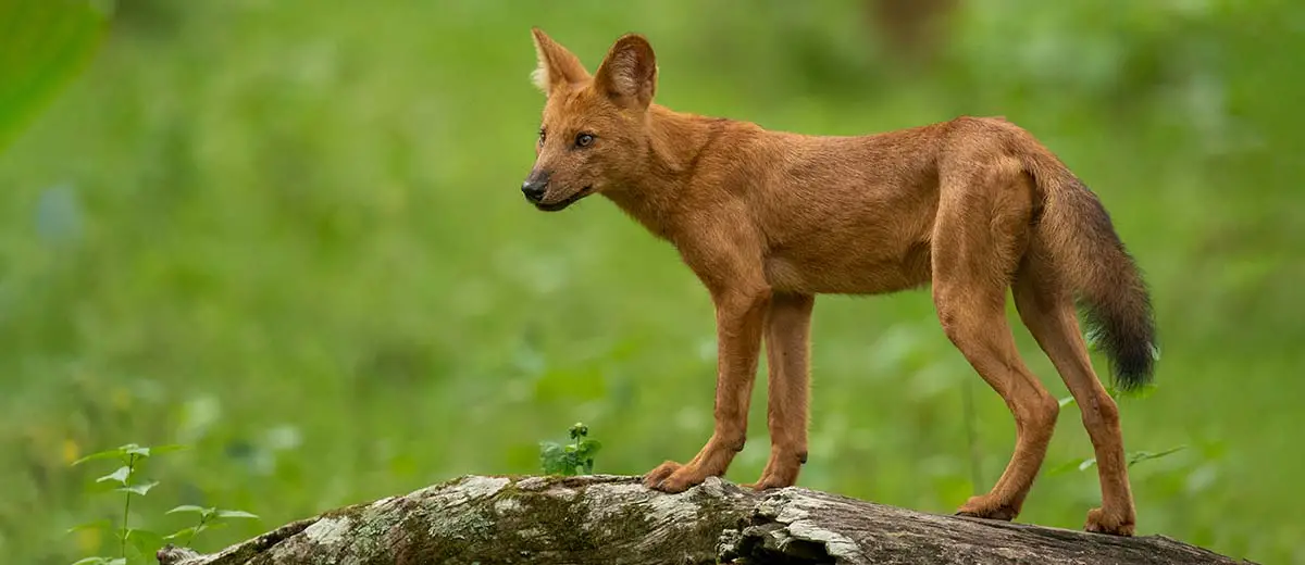 Dhole puppy in India