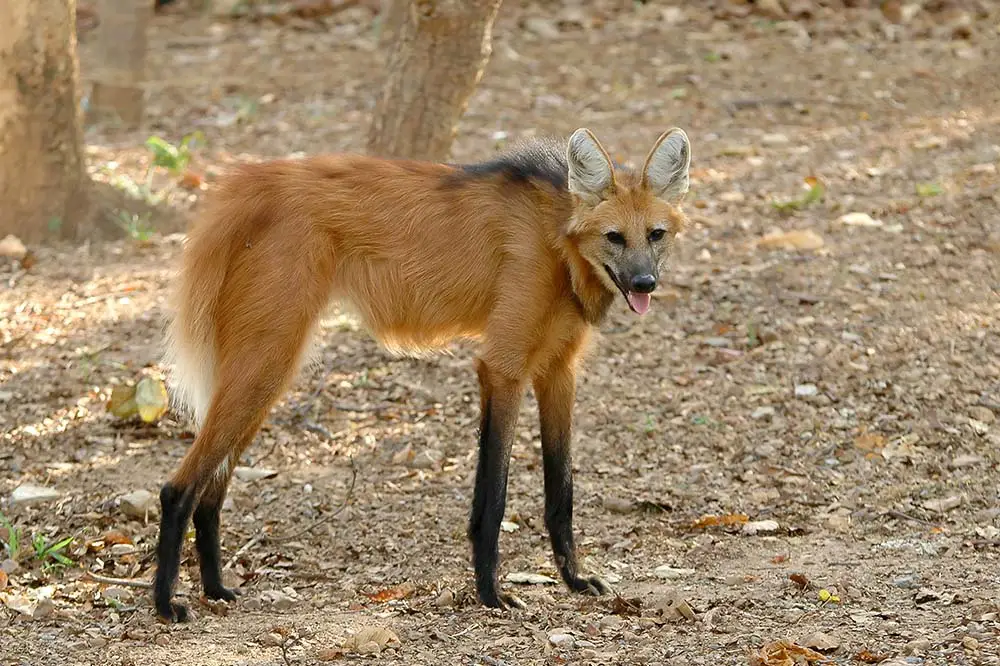 Maned wolf