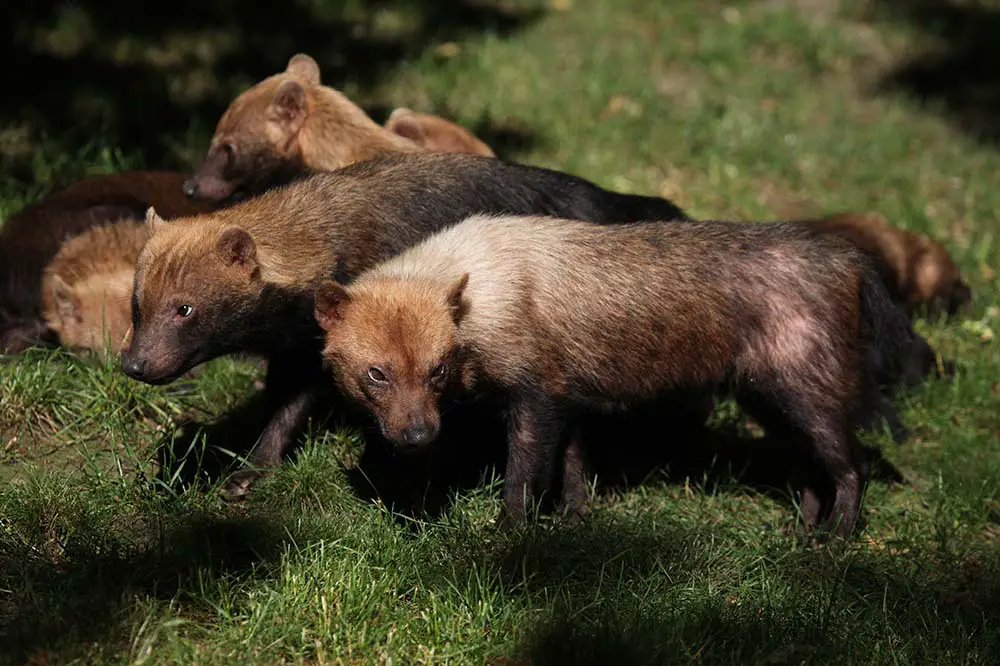 Pack of bush dogs | Vladimir Wrangel / Shutterstock