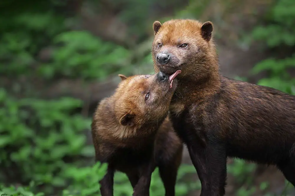 Affectionate bush dogs