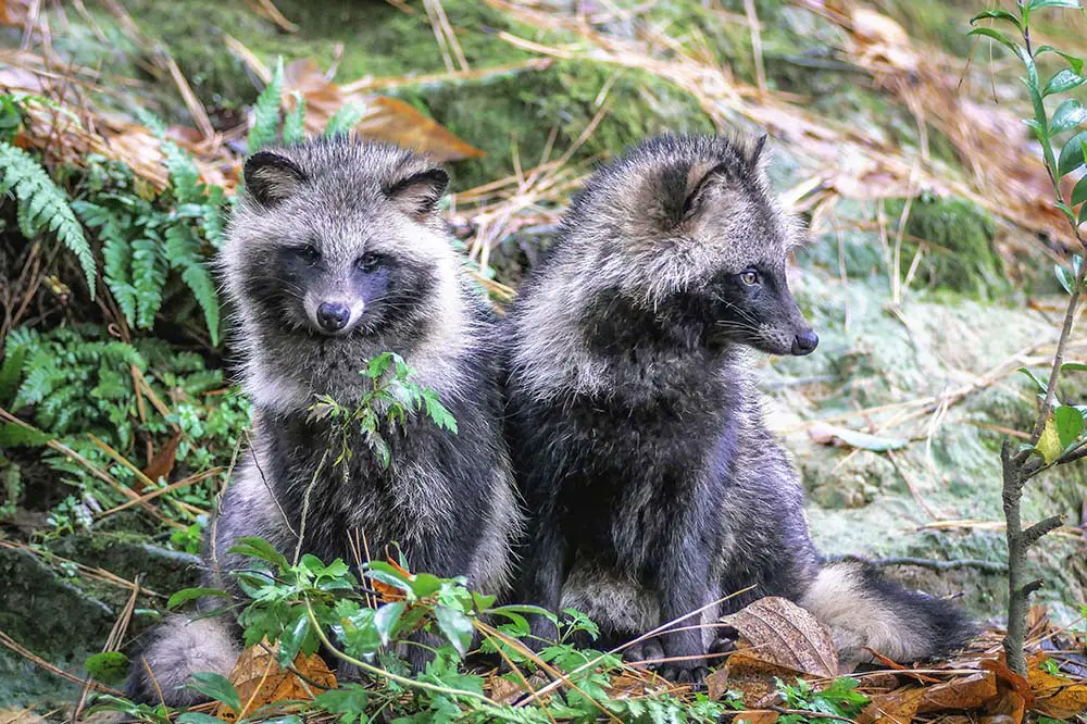 Raccoon dog pair in the forest