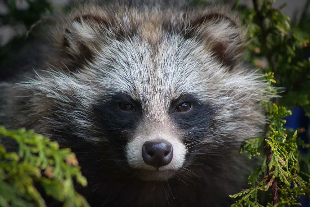 Racoon dog close up