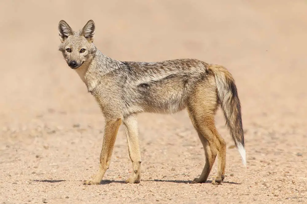 Side-Striped Jackal