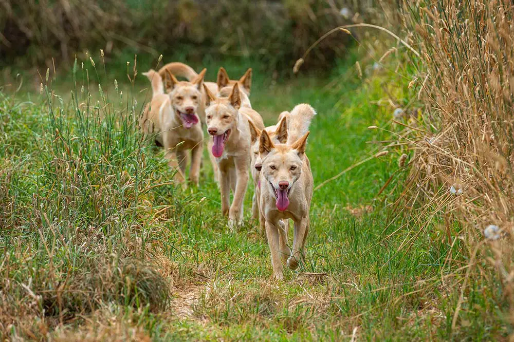 A pack of Dingos found in Australia