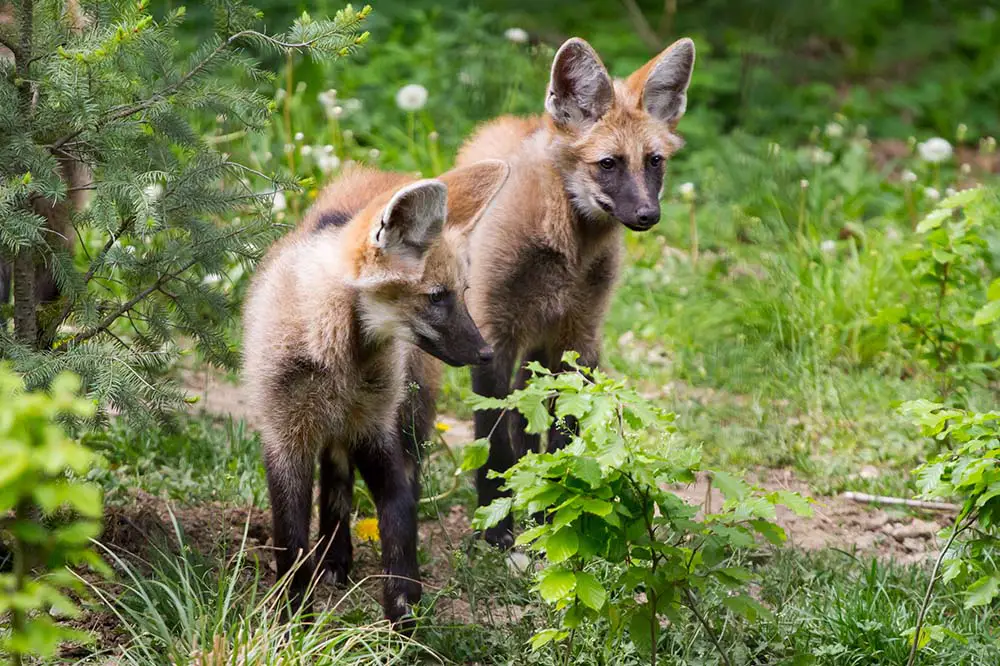 Two maned wolf puppies