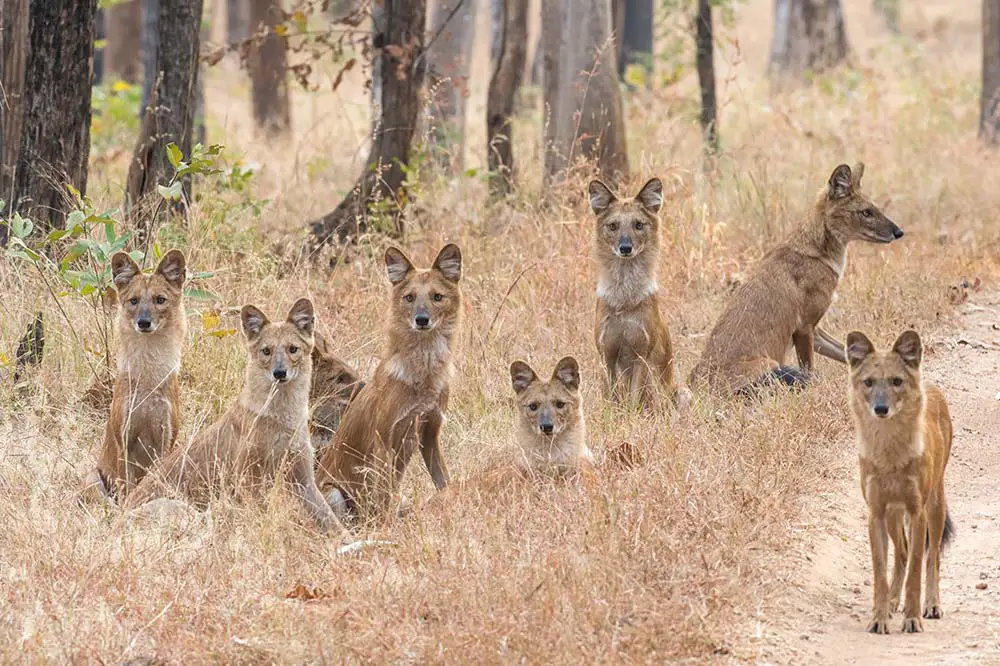 A pack of Dholes