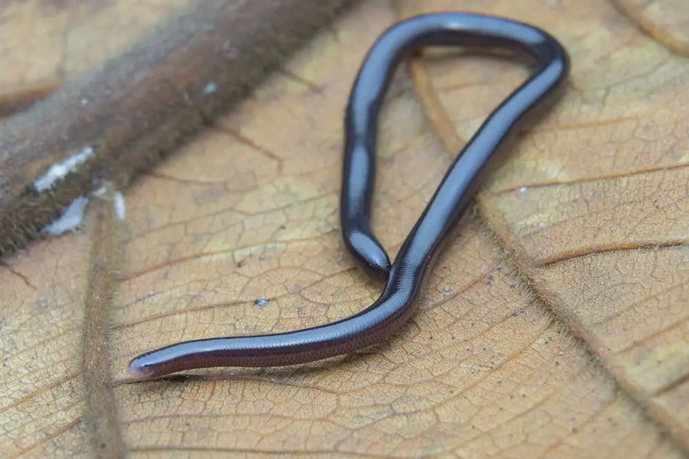 Brahminy blind snake on a leaf