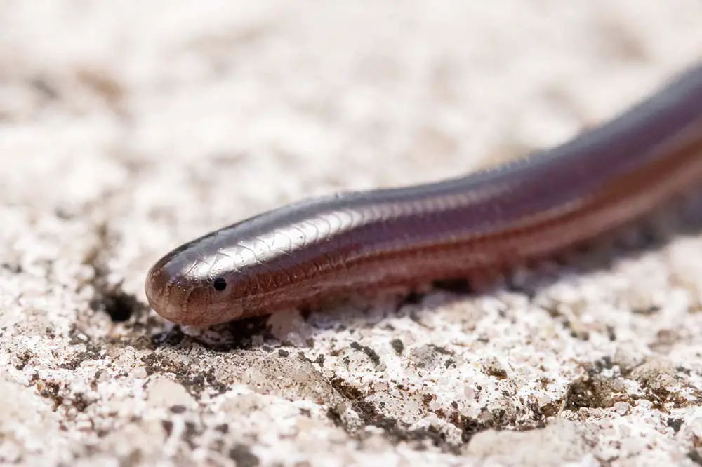 Portrait of a Brahminy blind snake