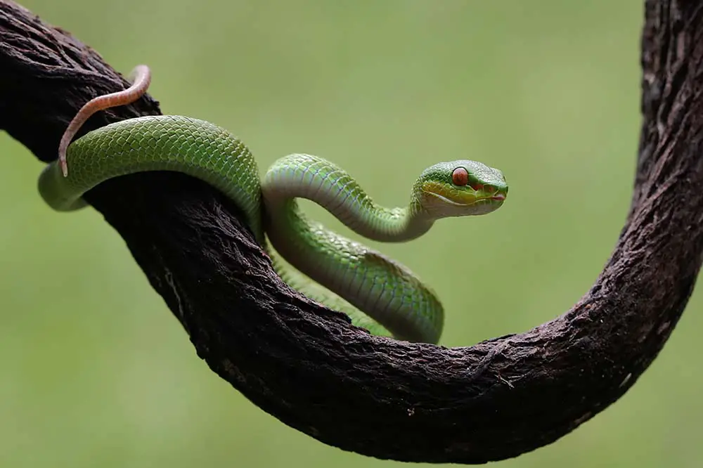 A baby Lesser Sunda pit viper