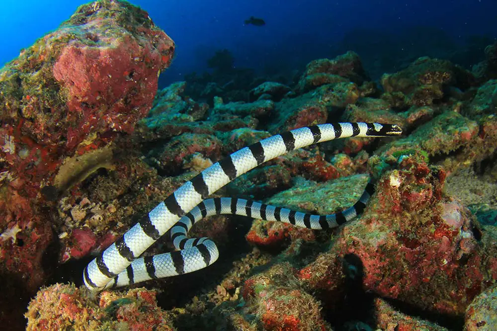 Banded sea krait