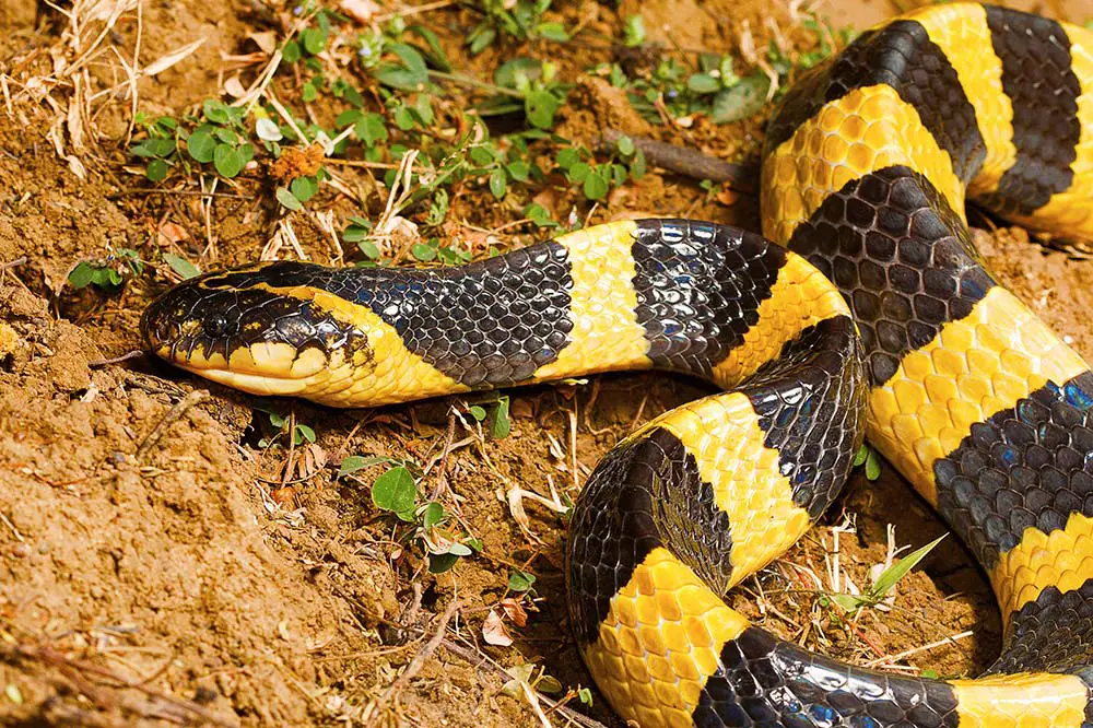 Banded krait in Raipur, Chhattisgarh, India