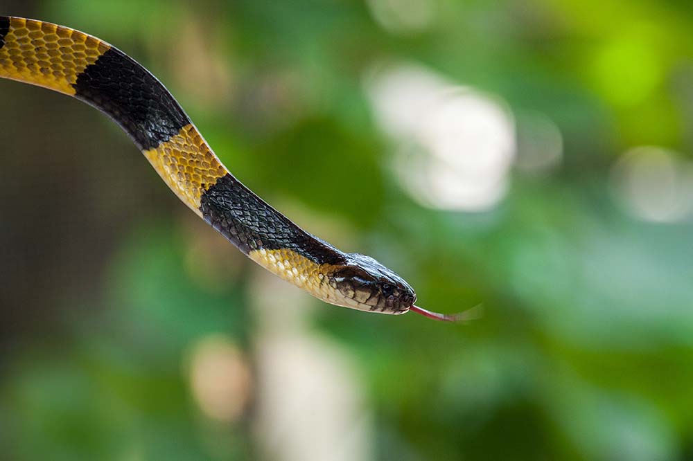 Banded krait with its tongue out