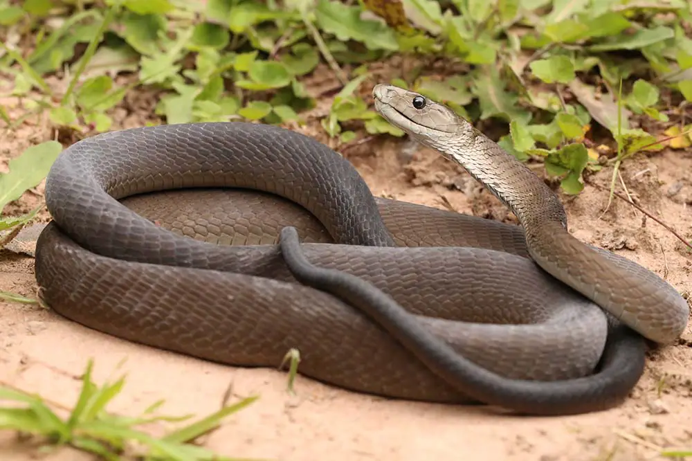 A coiled black mamba