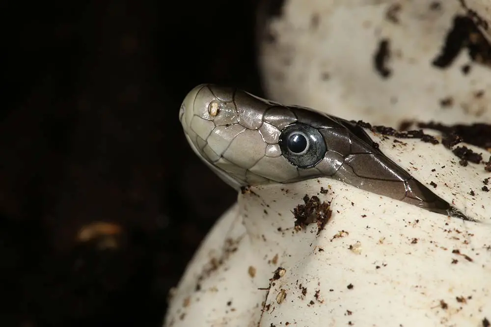 Black Mamba hatching