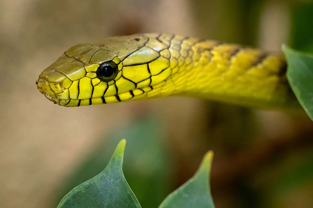 Western green mamba