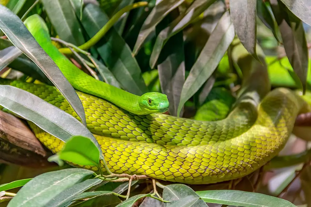 Western green mamba in green foliage