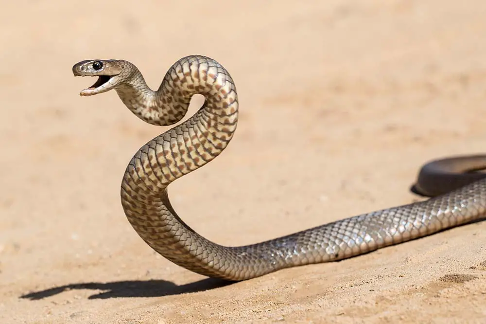 Eastern brown snake in striking position