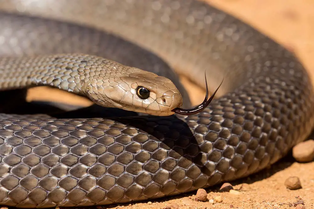 Highly venomous eastern brown snake